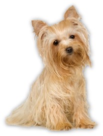 ARF LOVE | Animals Remembered Forever with Love